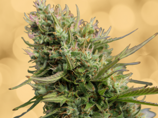 Sour Diesel Strain: The Complete Guide